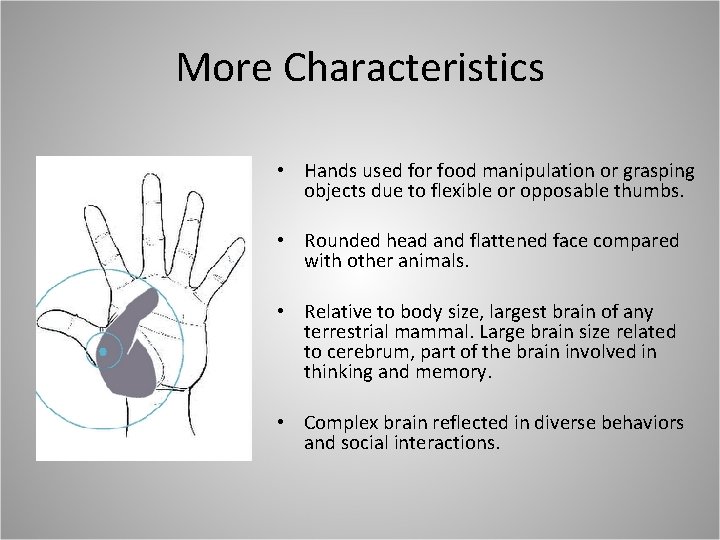 More Characteristics • Hands used for food manipulation or grasping objects due to flexible