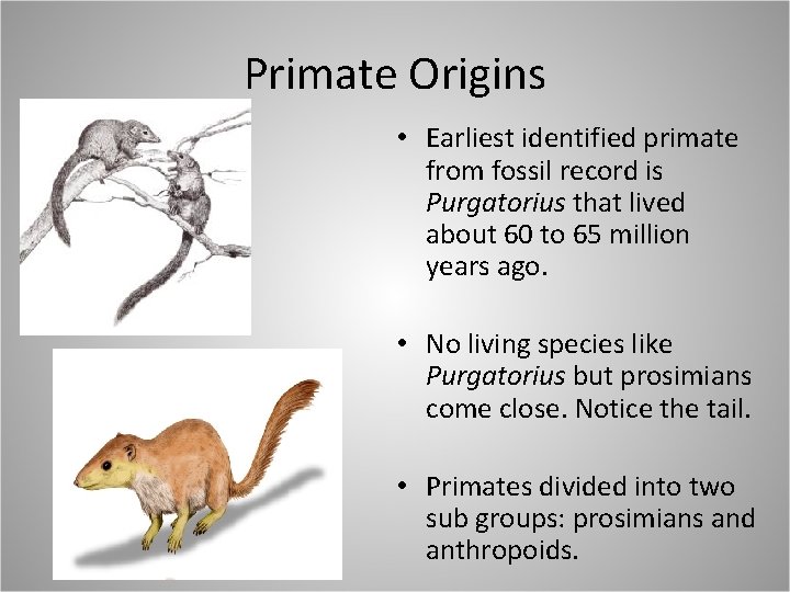 Primate Origins • Earliest identified primate from fossil record is Purgatorius that lived about