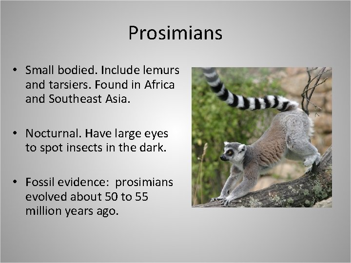 Prosimians • Small bodied. Include lemurs and tarsiers. Found in Africa and Southeast Asia.
