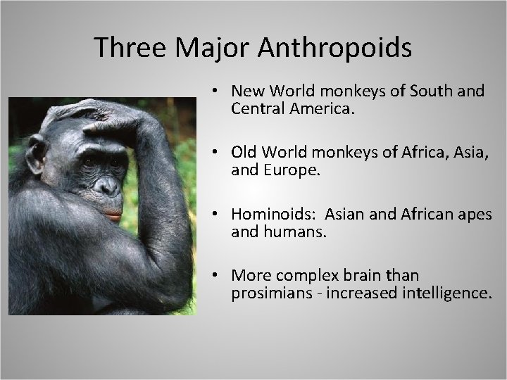 Three Major Anthropoids • New World monkeys of South and Central America. • Old