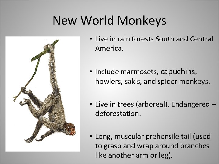 New World Monkeys • Live in rain forests South and Central America. • Include