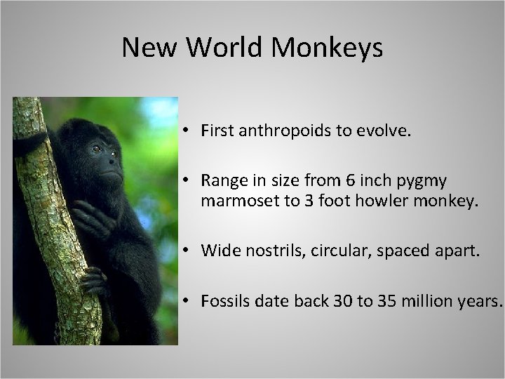 New World Monkeys • First anthropoids to evolve. • Range in size from 6