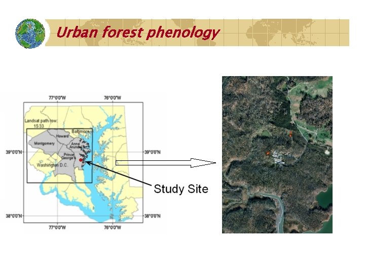 Urban forest phenology 