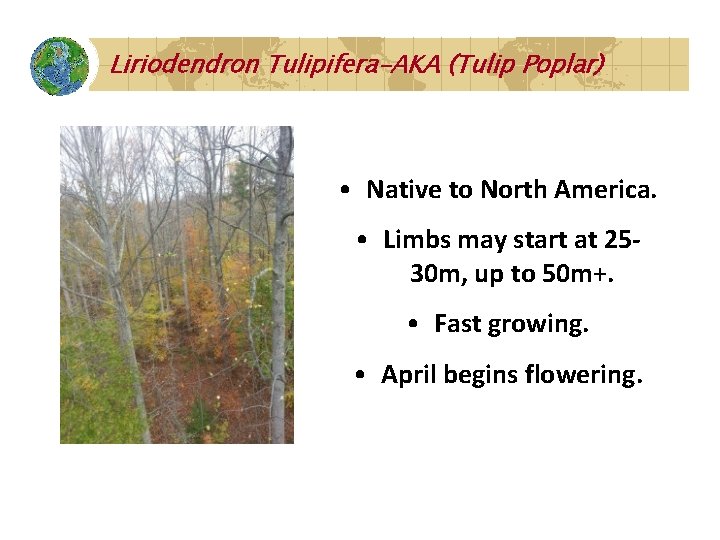 Liriodendron Tulipifera-AKA (Tulip Poplar) • Native to North America. • Limbs may start at