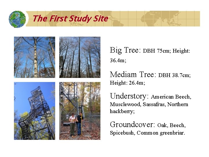 The First Study Site Big Tree: DBH 75 cm; Height: 36. 4 m; Mediam