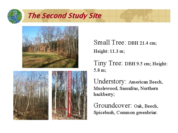 The Second Study Site Small Tree: DBH 21. 4 cm; Height: 11. 3 m;
