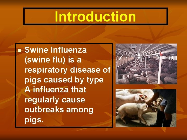 Introduction n Swine Influenza (swine flu) is a respiratory disease of pigs caused by
