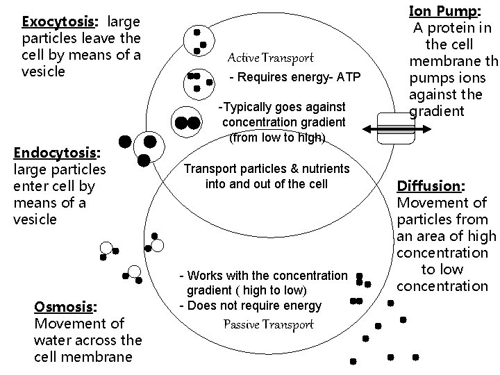 Exocytosis: large particles leave the cell by means of a vesicle Endocytosis: large particles