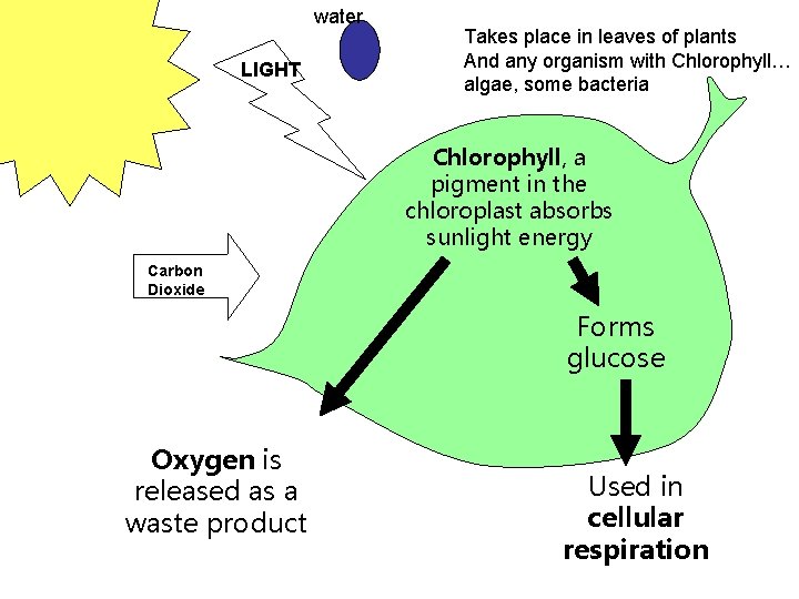 water LIGHT Takes place in leaves of plants And any organism with Chlorophyll… algae,