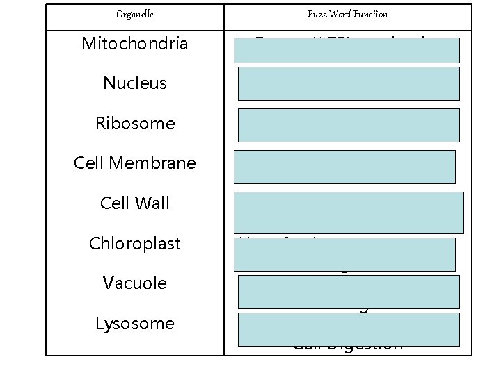 Organelle Buzz Word Function Mitochondria Energy(ATP) production Nucleus Control center Ribosome Protein Synthesis Cell