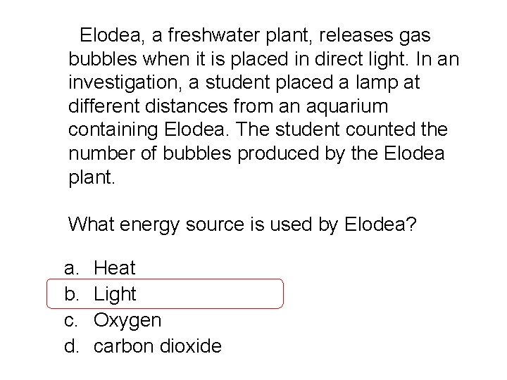 Elodea, a freshwater plant, releases gas bubbles when it is placed in direct light.