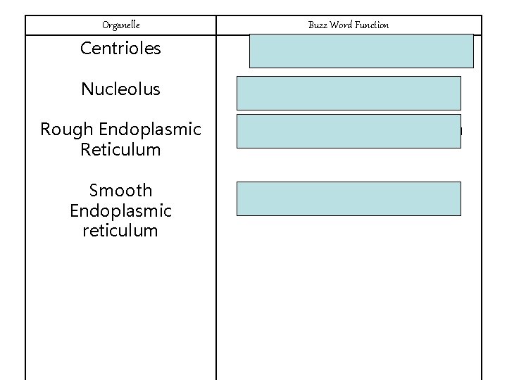 Organelle Buzz Word Function Centrioles cell division Nucleolus In the nucleus, RNA Rough Endoplasmic