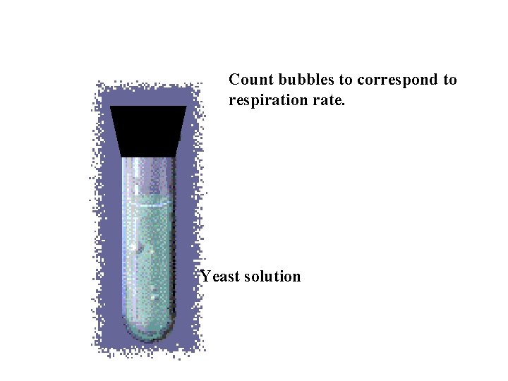 Count bubbles to correspond to respiration rate. Yeast solution 