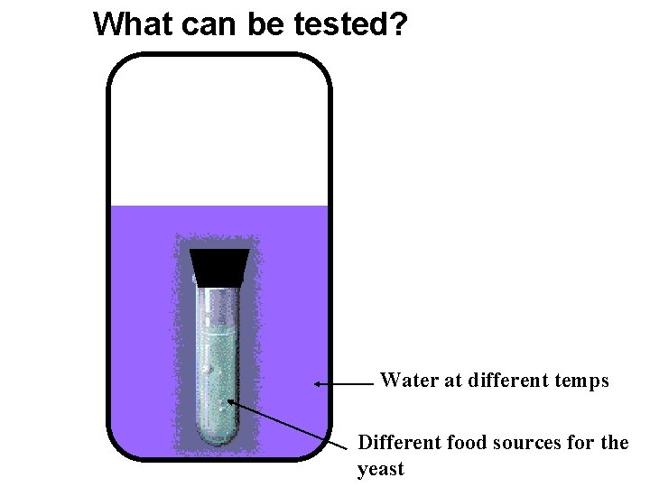 What can be tested? Water at different temps Different food sources for the yeast