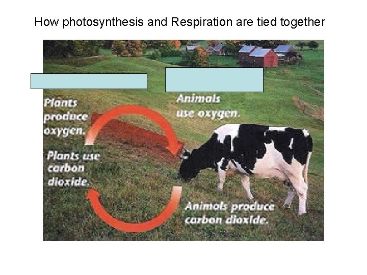 How photosynthesis and Respiration are tied together 