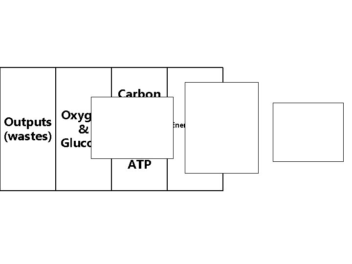 Carbon Dioxide, Oxygen Water, Outputs & (wastes) And Glucose energy ATP Energy, waste gas