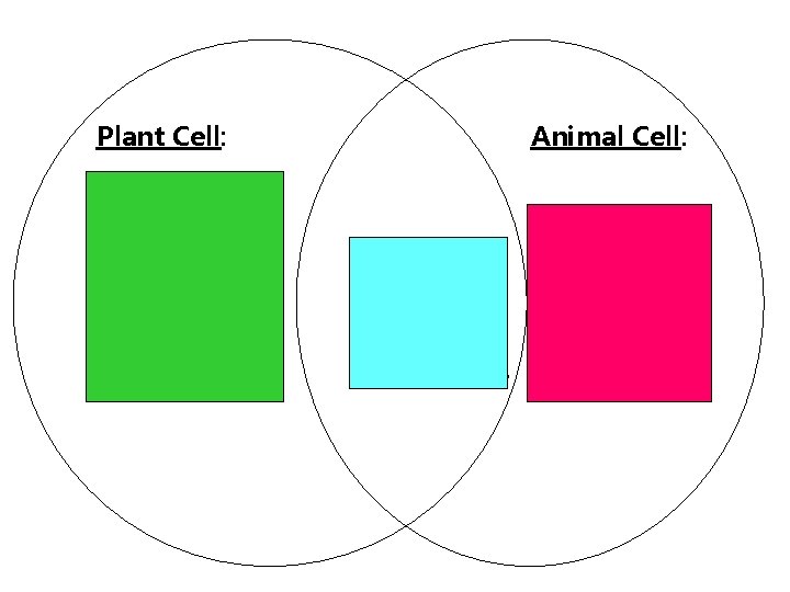 Plant Cell: Animal Cell: Cell Wall No Cell Wall Chloroplasts Eukaryotic Centrioles Large Vacuole