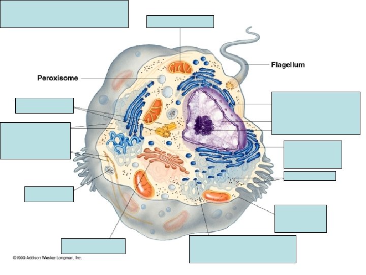 ANIMAL CELL Cytoskeleton 