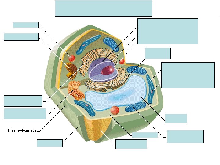 PLANT CELL 
