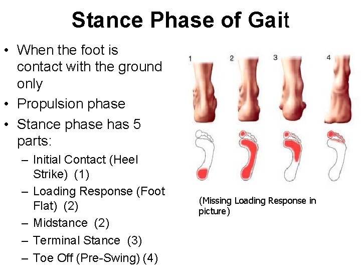 Stance Phase of Gait • When the foot is contact with the ground only