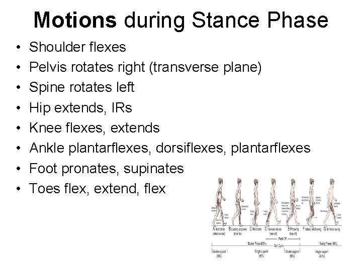 Motions during Stance Phase • • Shoulder flexes Pelvis rotates right (transverse plane) Spine