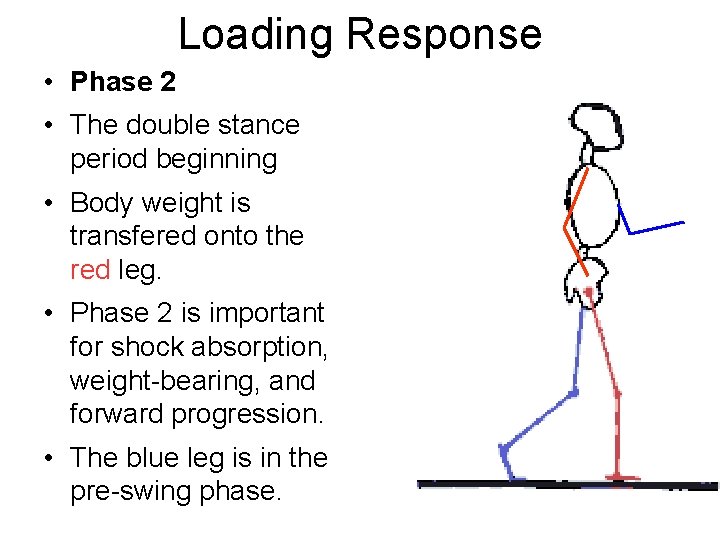 Loading Response • Phase 2 • The double stance period beginning • Body weight