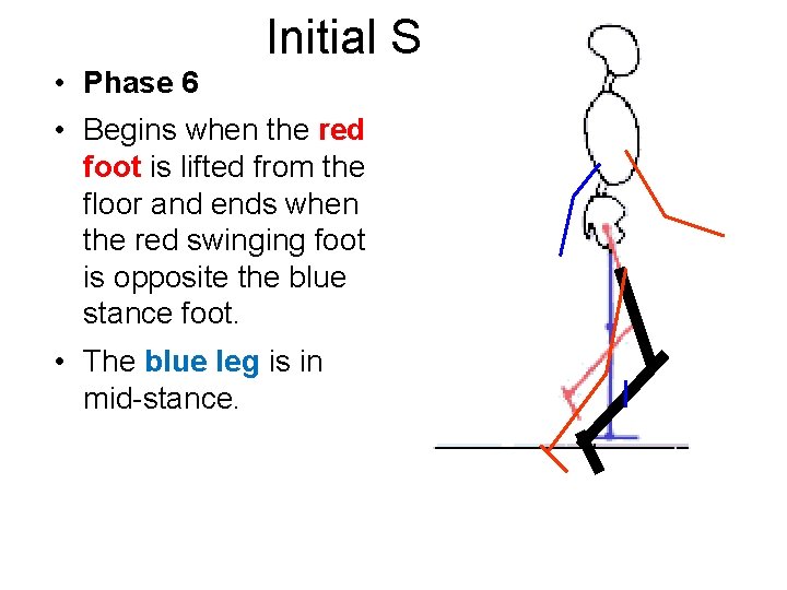 Initial Swing • Phase 6 • Begins when the red foot is lifted from