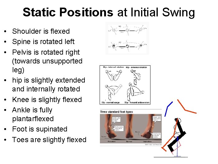 Static Positions at Initial Swing • Shoulder is flexed • Spine is rotated left