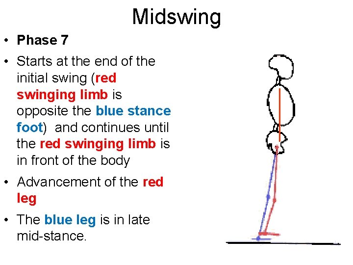 Midswing • Phase 7 • Starts at the end of the initial swing (red