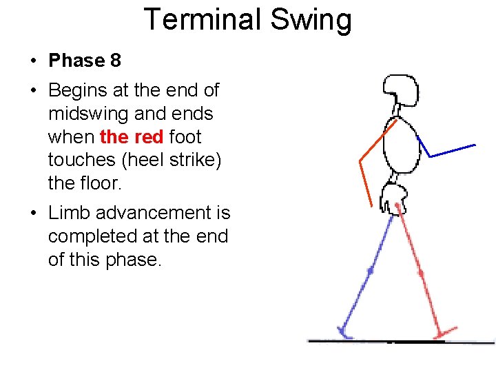 Terminal Swing • Phase 8 • Begins at the end of midswing and ends