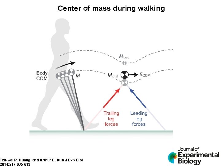 Center of mass during walking Tzu-wei P. Huang, and Arthur D. Kuo J Exp