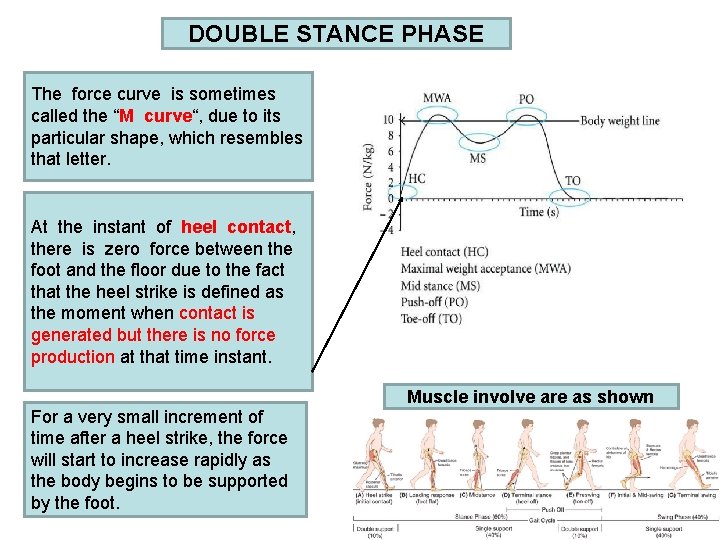 DOUBLE STANCE PHASE The force curve is sometimes called the “M curve“, due to