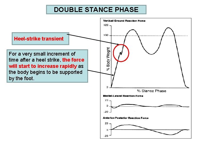 DOUBLE STANCE PHASE Heel-strike transient For a very small increment of time after a