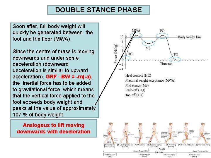 DOUBLE STANCE PHASE Soon after, full body weight will quickly be generated between the