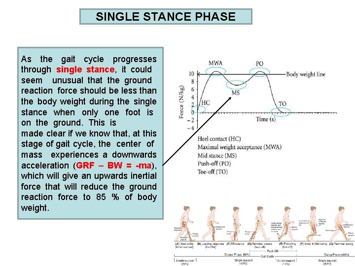 SINGLE STANCE PHASE As the gait cycle progresses through single stance, it could seem