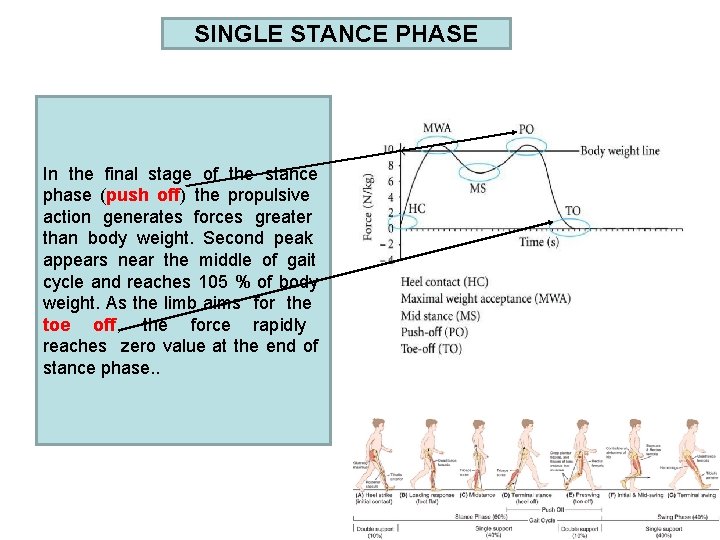 SINGLE STANCE PHASE In the final stage of the stance phase (push off) the