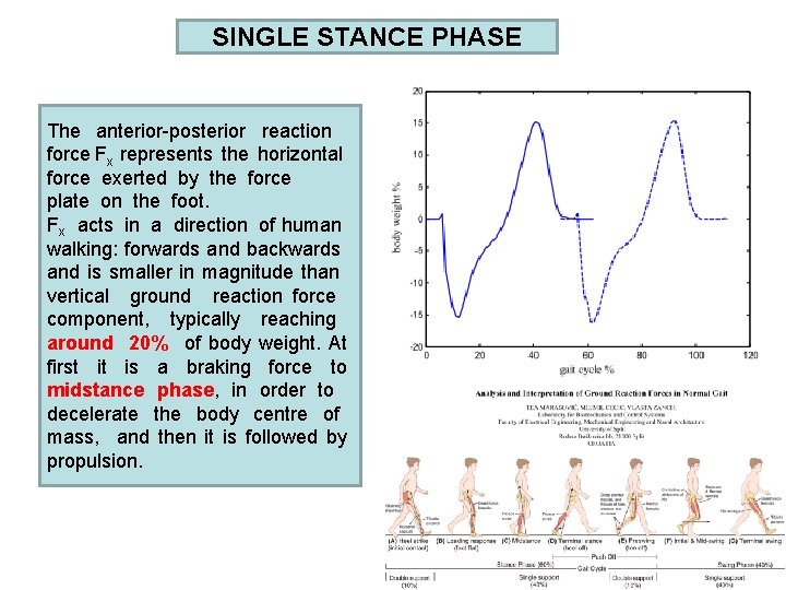 SINGLE STANCE PHASE The anterior-posterior reaction force Fx represents the horizontal force exerted by