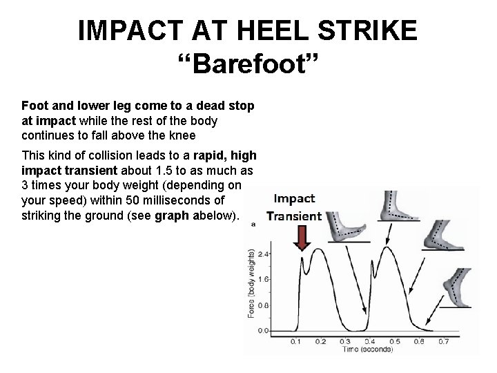 IMPACT AT HEEL STRIKE “Barefoot” Foot and lower leg come to a dead stop