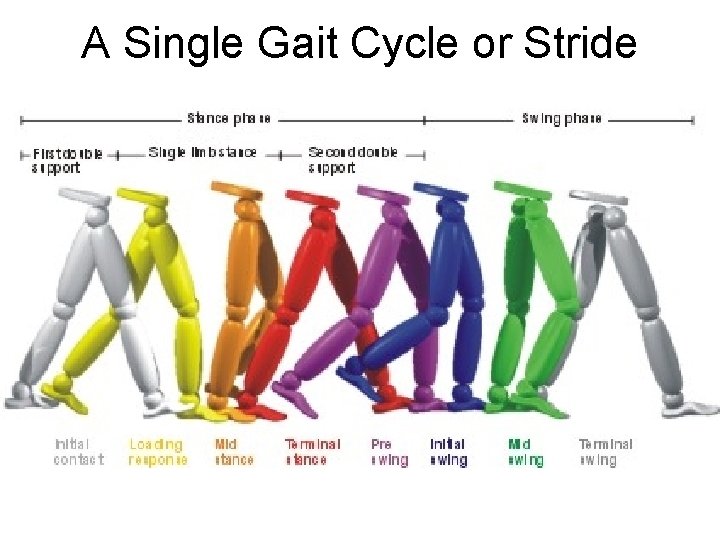 A Single Gait Cycle or Stride 