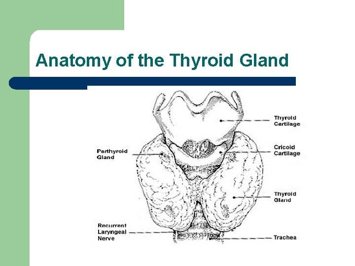 Anatomy of the Thyroid Gland Anatomy of the Thyroid Gland