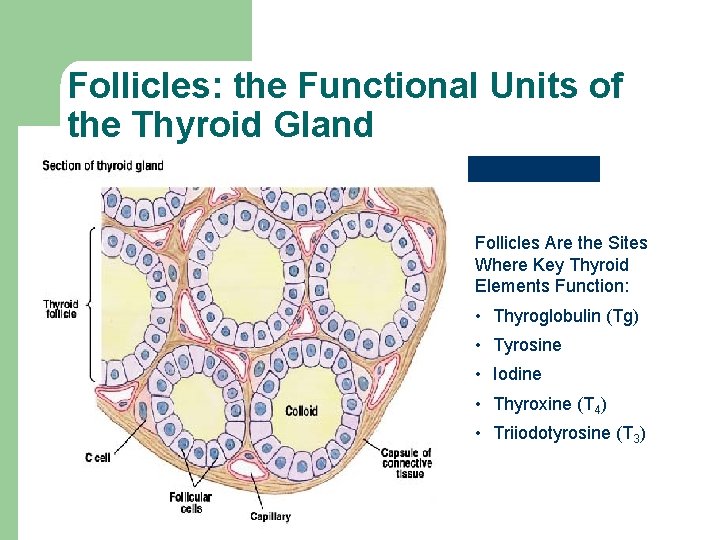 Follicles: the Functional Units of the Thyroid Gland Follicles Are the Sites Where Key