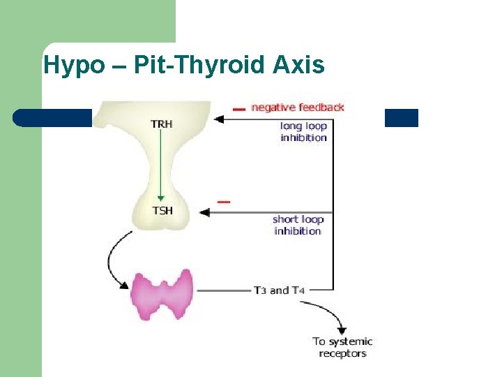 Hypo – Pit-Thyroid Axis Hypo – Pit-Thyroid Axis