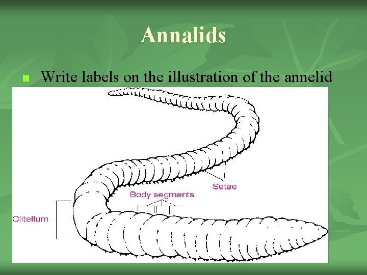 Annalids n Write labels on the illustration of the annelid for each of the