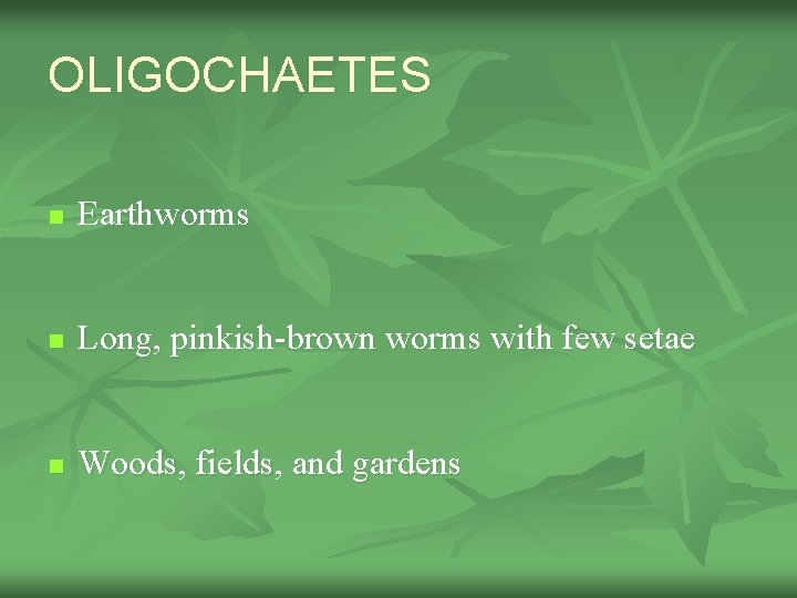 OLIGOCHAETES n Earthworms n Long, pinkish-brown worms with few setae n Woods, fields, and