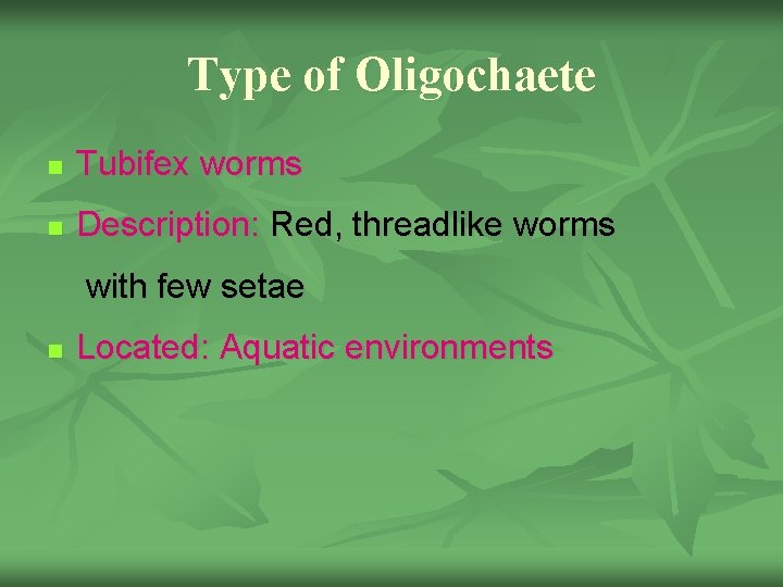 Type of Oligochaete n Tubifex worms n Description: Red, threadlike worms with few setae