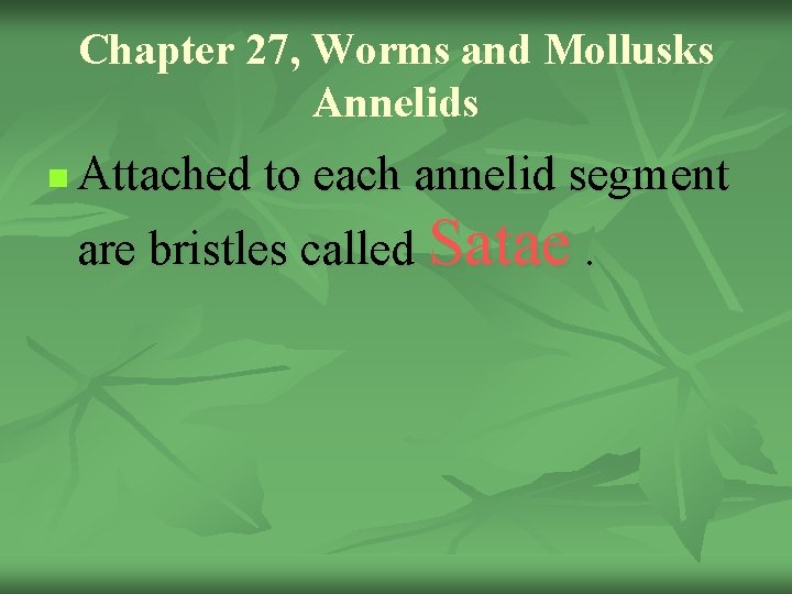 Chapter 27, Worms and Mollusks Annelids n Attached to each annelid segment are bristles