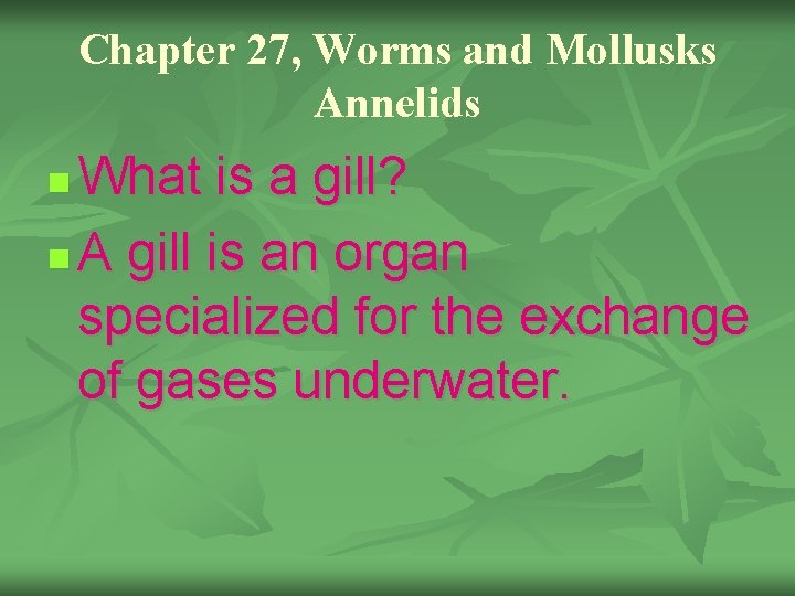 Chapter 27, Worms and Mollusks Annelids What is a gill? n A gill is