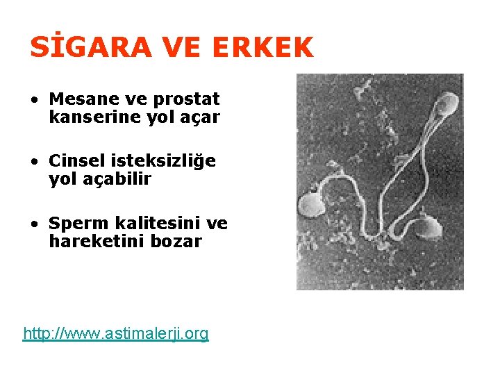 SİGARA VE ERKEK • Mesane ve prostat kanserine yol açar • Cinsel isteksizliğe yol