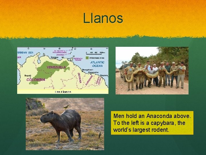 Llanos Men hold an Anaconda above. To the left is a capybara, the world’s