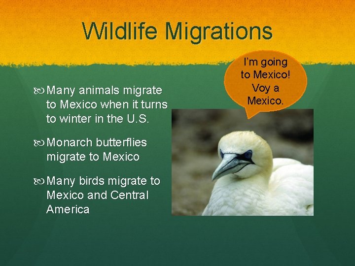 Wildlife Migrations Many animals migrate to Mexico when it turns to winter in the